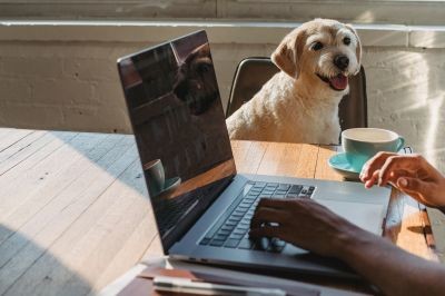 dog-sitting-next-to-person-working-on-laptop